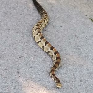 Meet your Posher, Tim